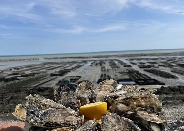 Cancale : parcs à huitres et dégustation !