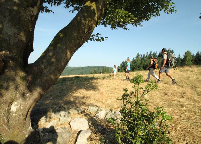 Famille en randonnée sur le plateau de Millevaches découvrant les paysages naturels du parc régional préservé
