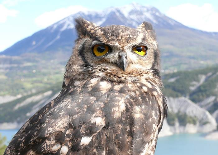 Le Hibou Grand Duc - Parc animalier de Serre-Ponçon