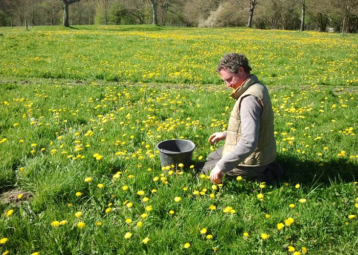 bloemetjes plukken