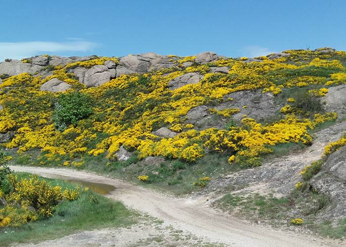 Chemin de randonnée en Margeride au milieu des genêts en fleur