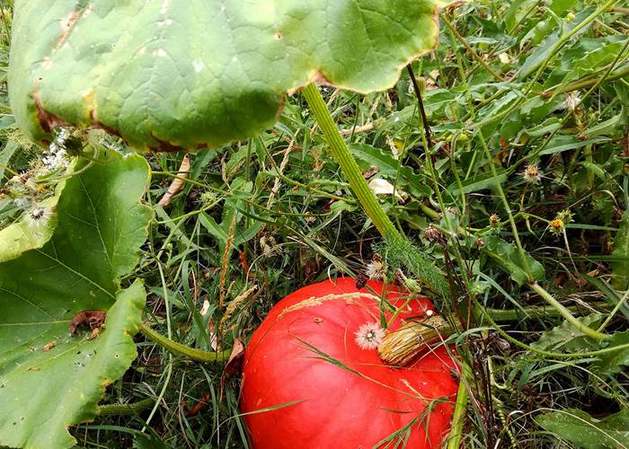 Jeune citrouille