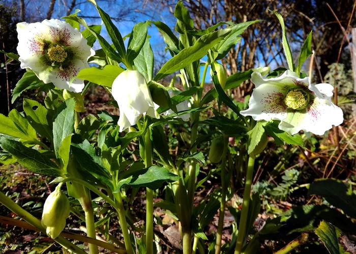 Roses d'hiver en janvier
