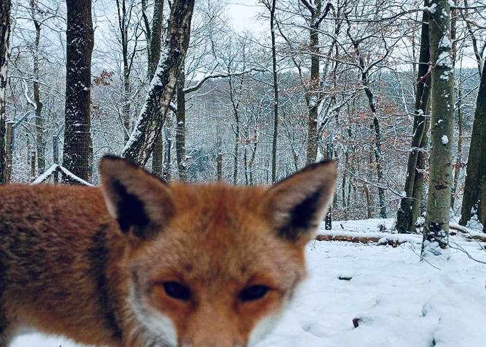 renard 4