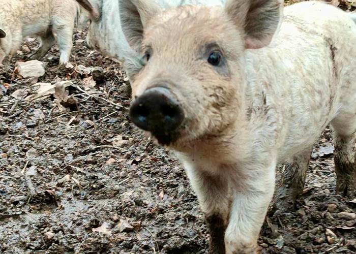 porcelet mangalica 2
