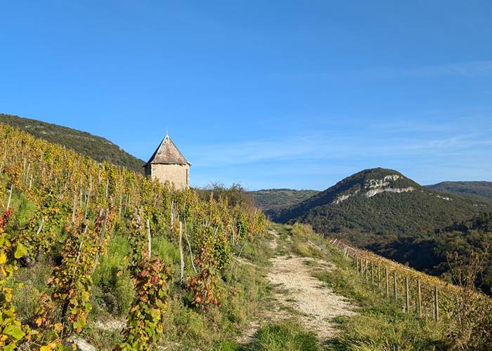 Balade dans les vignes de Montagnieu