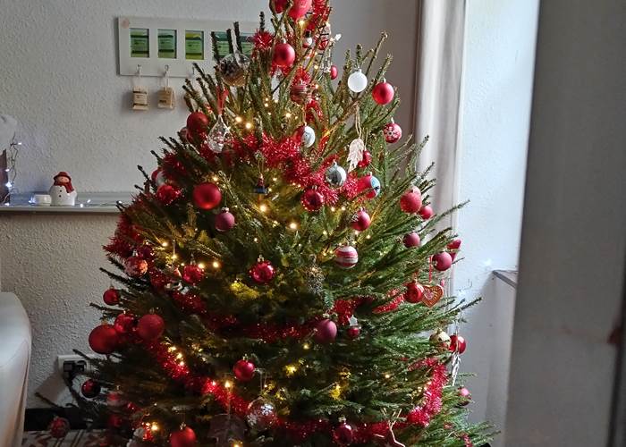 Magie de Noël à Le Coq du Nord-Mailhac 🌲🌲🌲