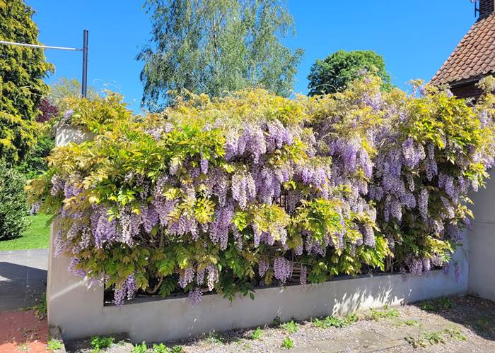 Glycine de La Geonelle