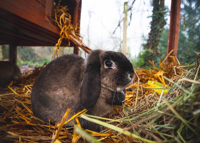 Choupette (lapine bélier)