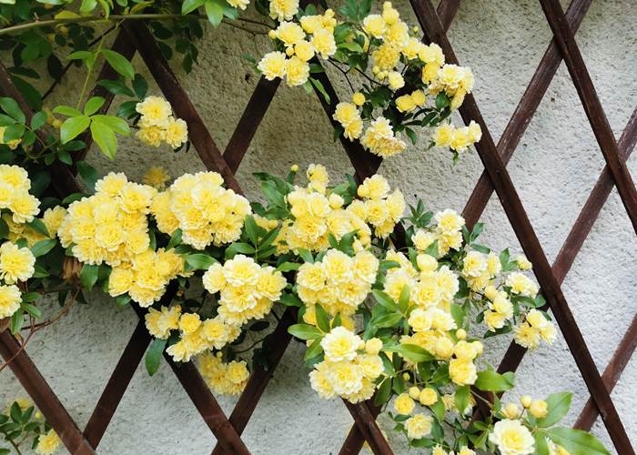 mai debut de la floraison des roses