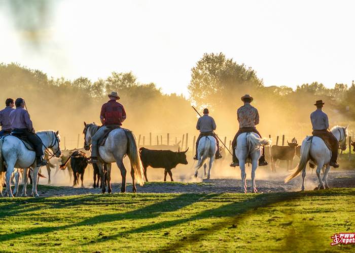 Gardians au Tri de taureaux