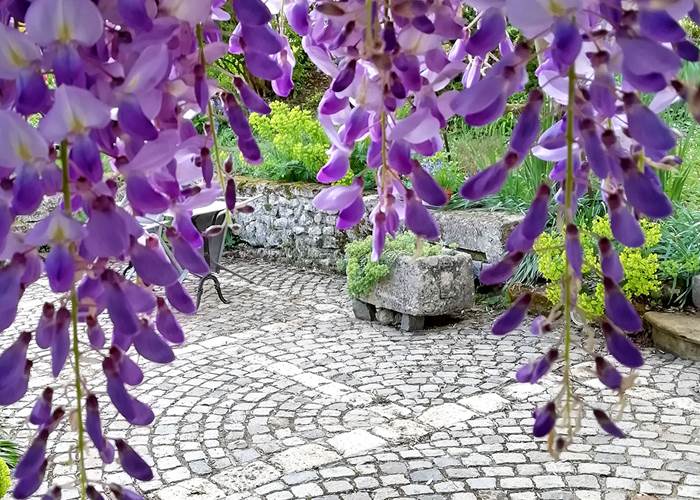 La glycine en avril