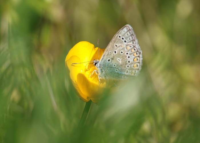 Vie printanière au Broual