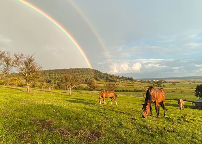 Moment de quiétude à Orges : nos chevaux profitant des vastes prairies environnantes.