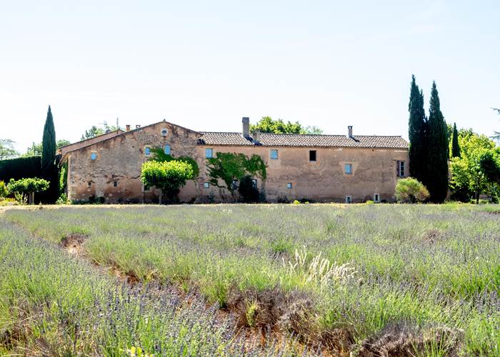 La façade du Mas Réséda depuis le champ de Lavande.