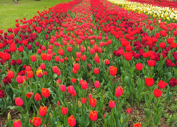 Jardin au Château de Cheverny