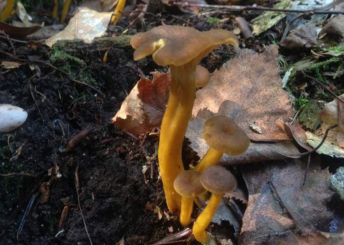 à la découvert des champignons de nos forêts vosgiennes