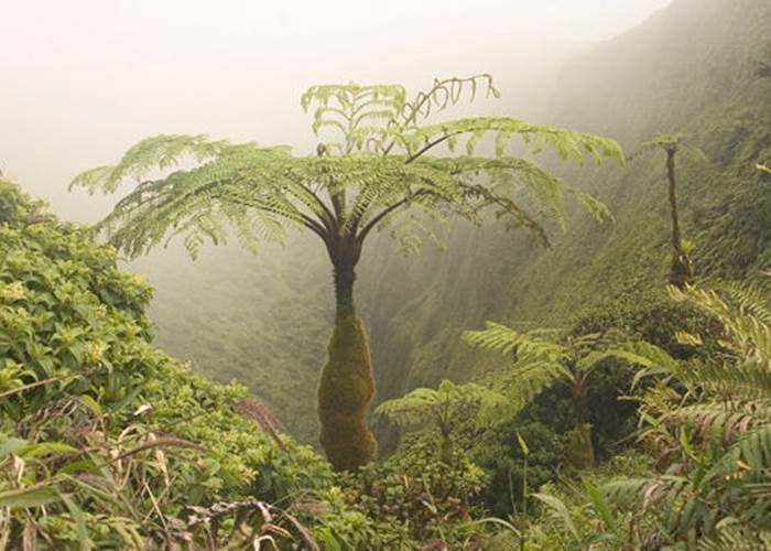 Forêt tropicale