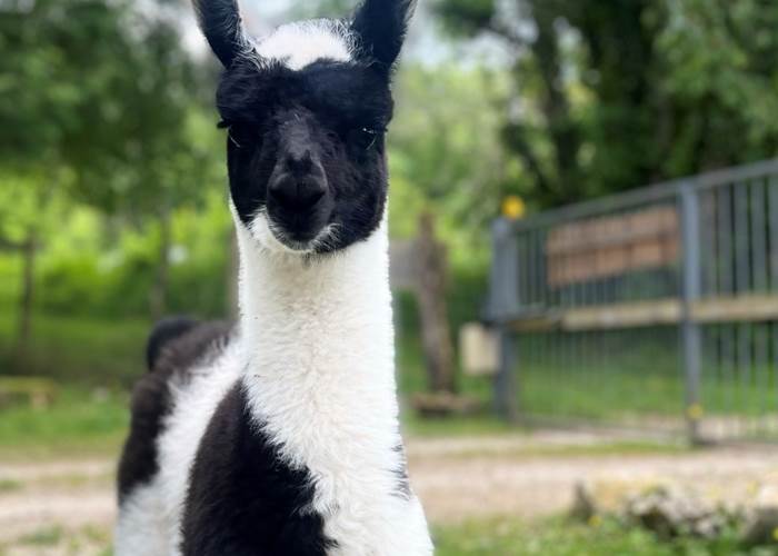Bébé lama