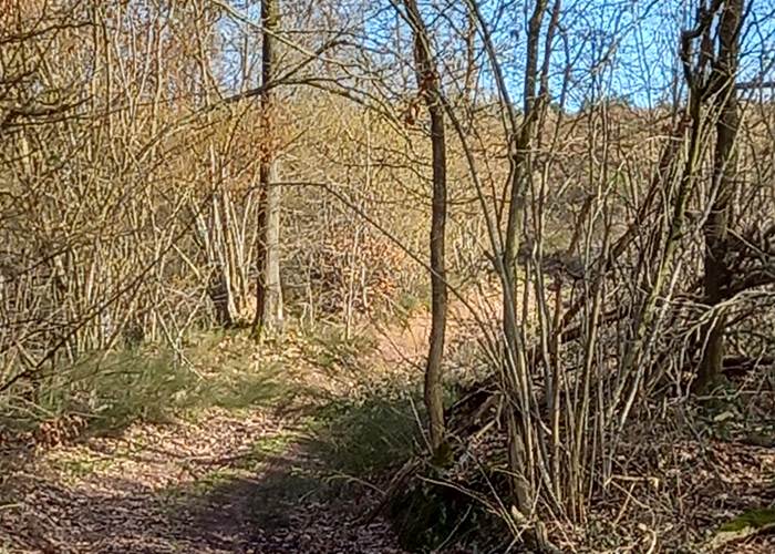 Petit chemin dans les bois