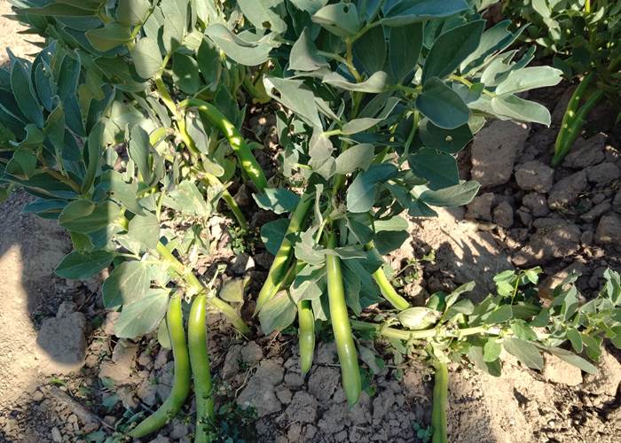 Légumes du potager "Le Coq du Nord -Mailhac"