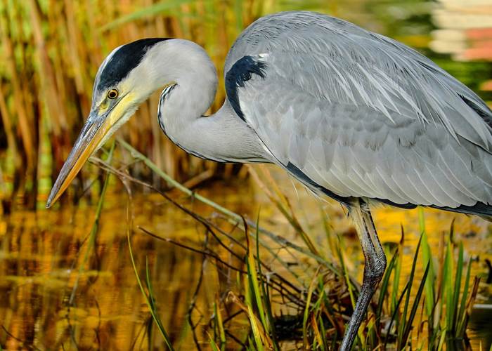 Heron Cendré