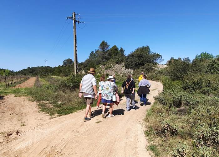 balade dans les vignes Domaine La Tasque