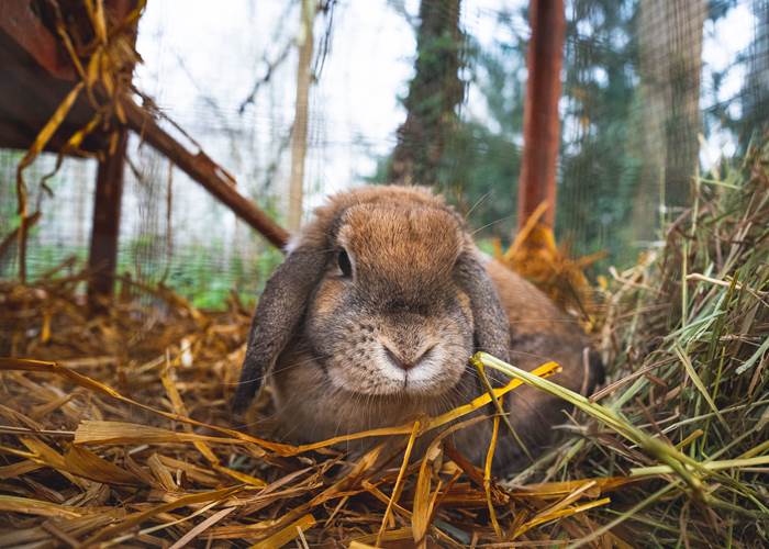 Chippie (lapine bélier)
