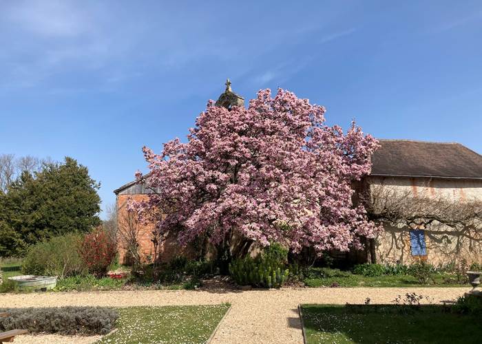 le magnolia au printemps dans le perigord