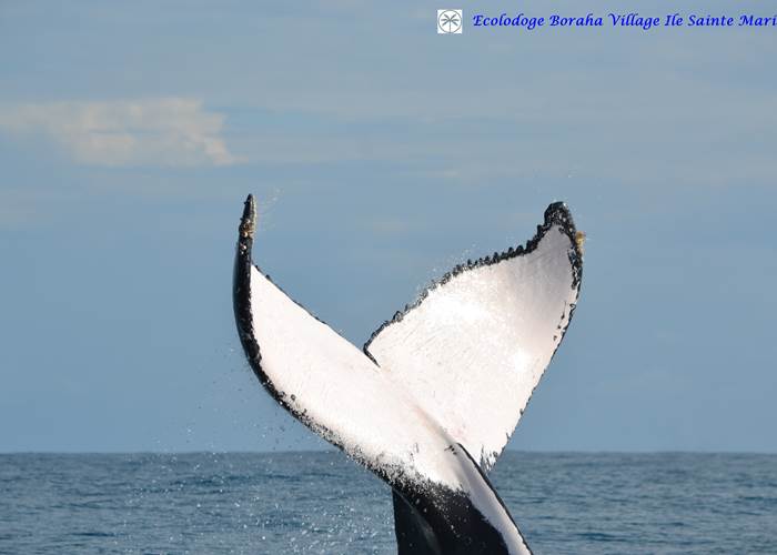 Baleine Boraha Village Ile Ste Marie Madagascar 32