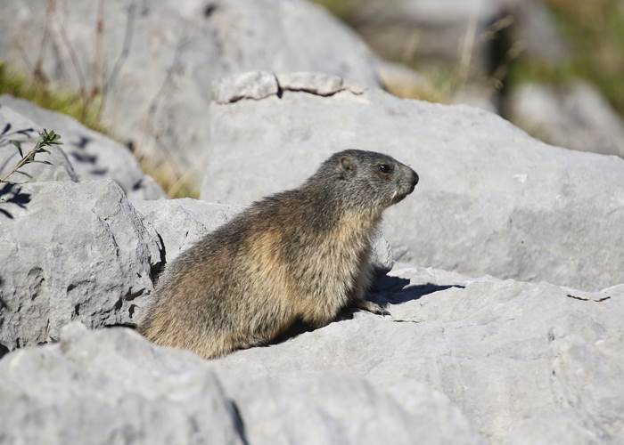 marmotte-à-la-pierre-st-martin