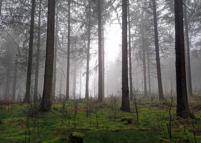 foret st goussaud