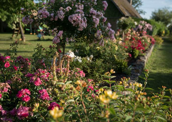 aux3nidsfleuris.roses