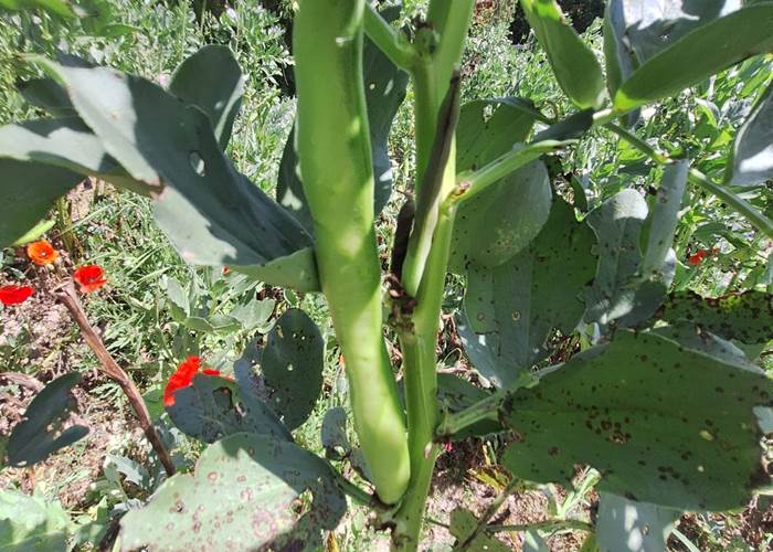 Potager en permaculture au Mas des Figues dans les Alpilles avec plants de saison