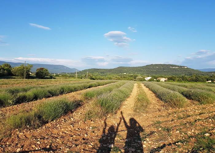 Colline_de_Perreal Saint_Saturnin_les_Apt_et_champs_de_lavande