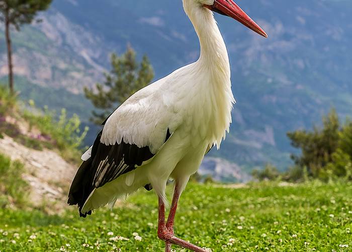 La Cigogne blanche - Parc animalier de Serre-Ponçon