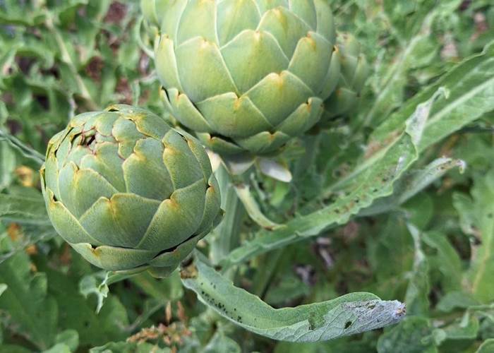 Verger et potager bio