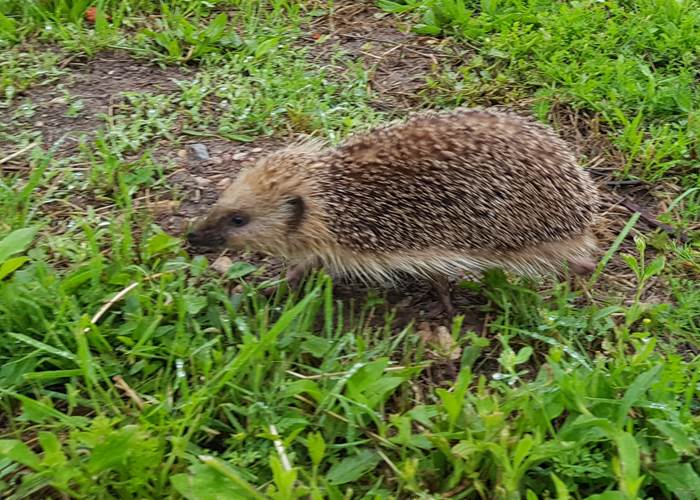 Notre ami le Hérisson !-page