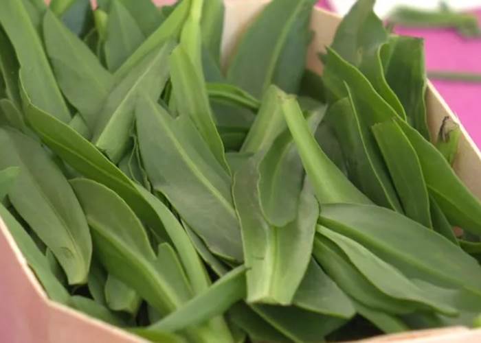 L'Aster maritime ou "Oreilles de Cochon" en Baie de Somme.