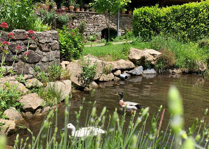 Mare de Donald et Daisy-page