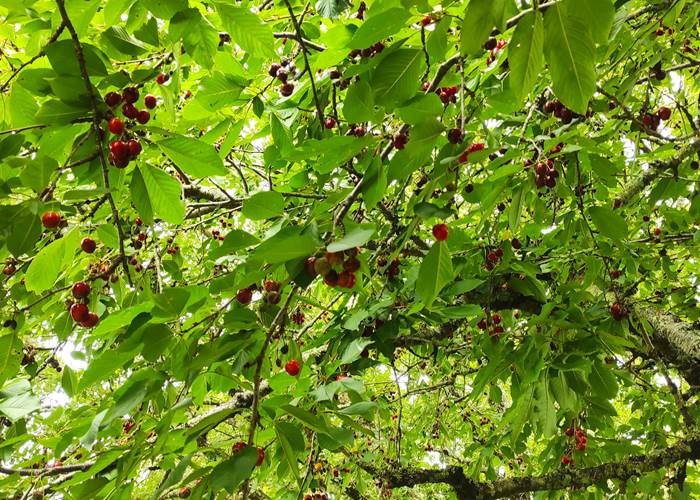 BRITAVIT les cerisiers du jardin-page