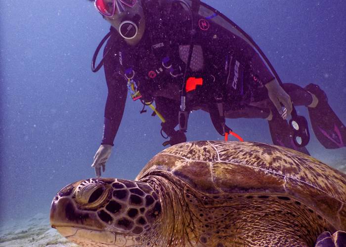 L'Orée du Maïdo - explorez de magnifiques fonds marins