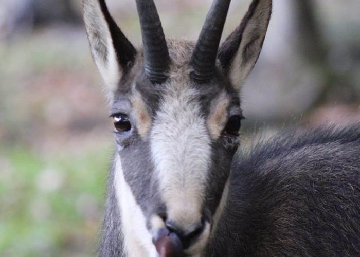 Chamois 1