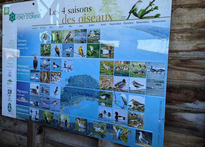 observation-ornithologique-sur-les-lacs-de-la-forêt-d-orient