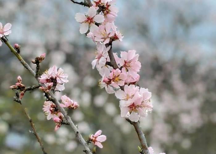 Fleurs d'Amandiers à MITTELWIHR Mars 2023