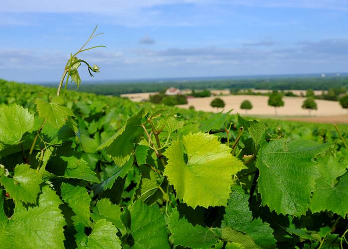 3-Terroir vignoble