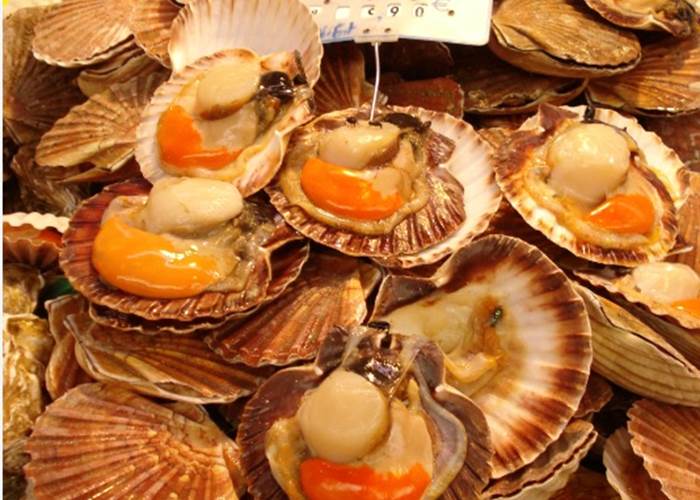 Coquilles Saint Jacques