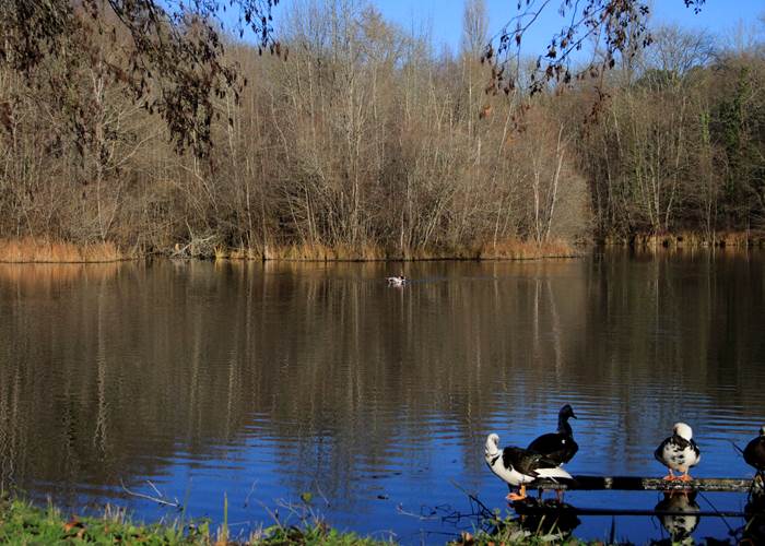 Barbaries sur l'étang