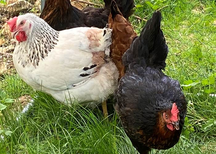 Nos poules : Nouméa, Nougatine, Tonka et Frimousse