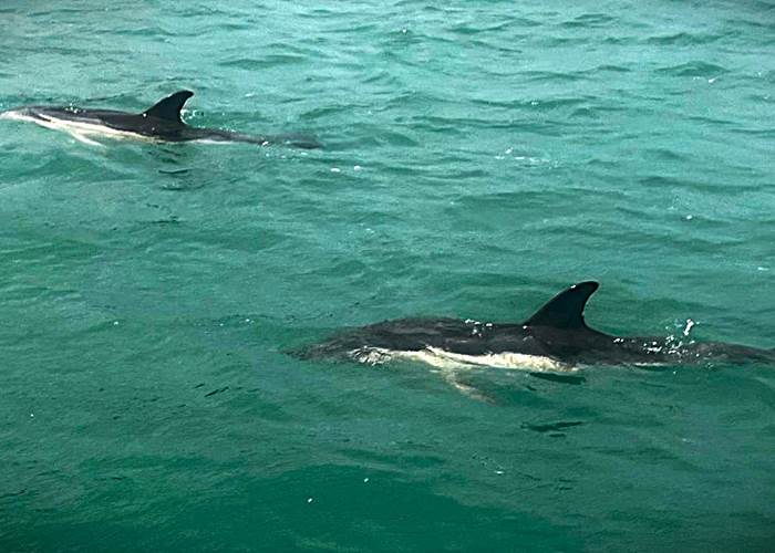Les dauphins en Rance maritime